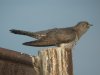 Cuckoo at Canvey Wick (Steve Arlow) (171907 bytes)